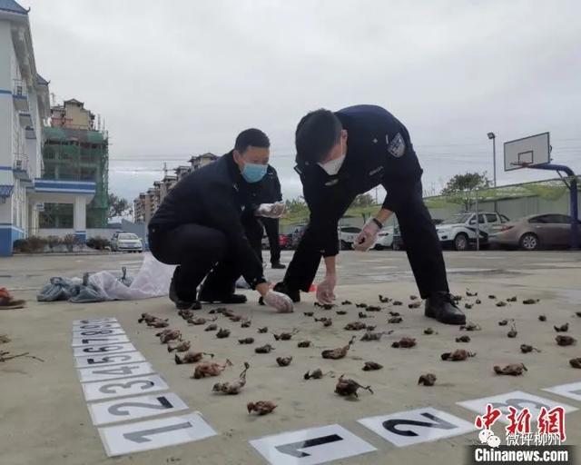 竹鼠养殖业_竹鼠养殖技术视频饲养管理_竹鼠养殖前景