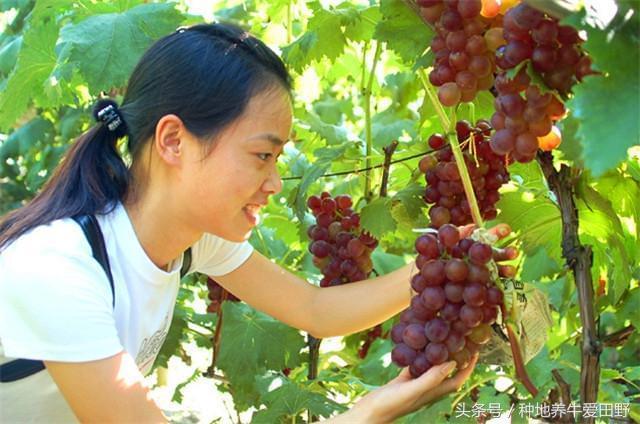 致富之路小投资_种植致富之路_2020致富之路