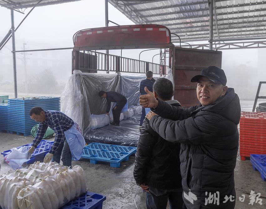 萝卜种植前景_萝卜种植致富吗_萝卜致富种植方法