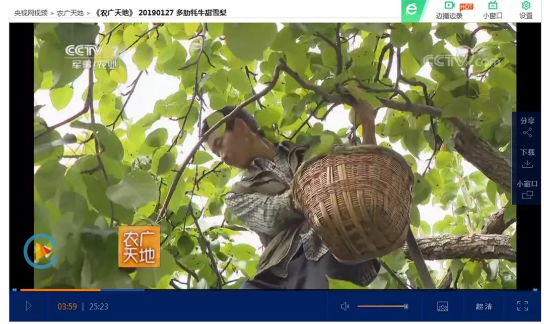 雪梨怎么种植致富_种植雪梨亩挣多少_致富种植雪梨图片