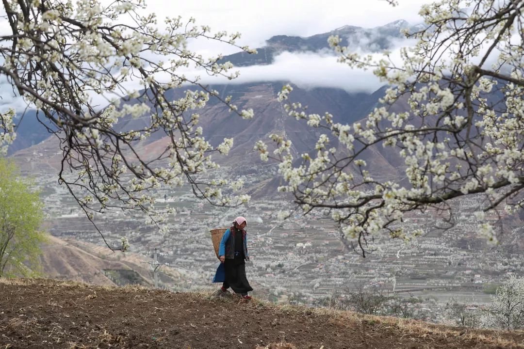 种植雪梨亩挣多少_致富种植雪梨图片_雪梨怎么种植致富