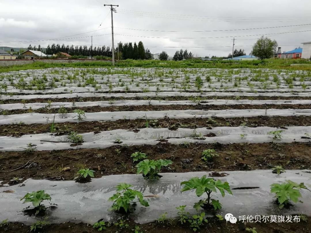 种植蓖麻可致富_种植蓖麻致富_种植蓖麻效益怎么样