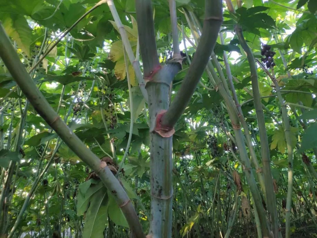 致富经蓖麻种植视频_种植蓖麻致富_种植蓖麻的前景