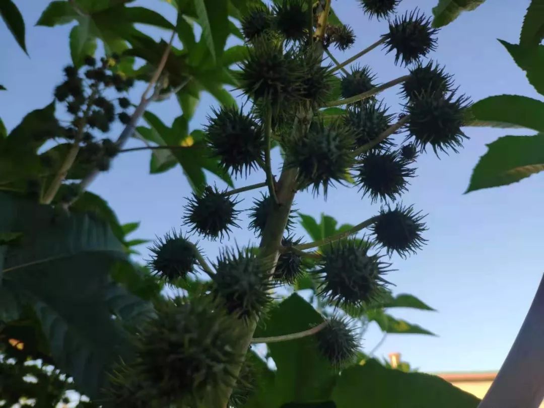 致富经蓖麻种植视频_种植蓖麻致富_种植蓖麻的前景