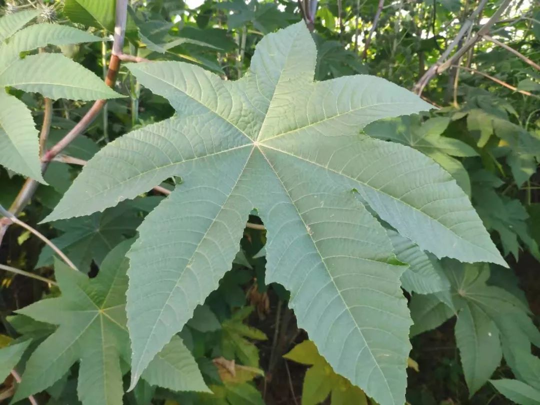 种植蓖麻的前景_致富经蓖麻种植视频_种植蓖麻致富