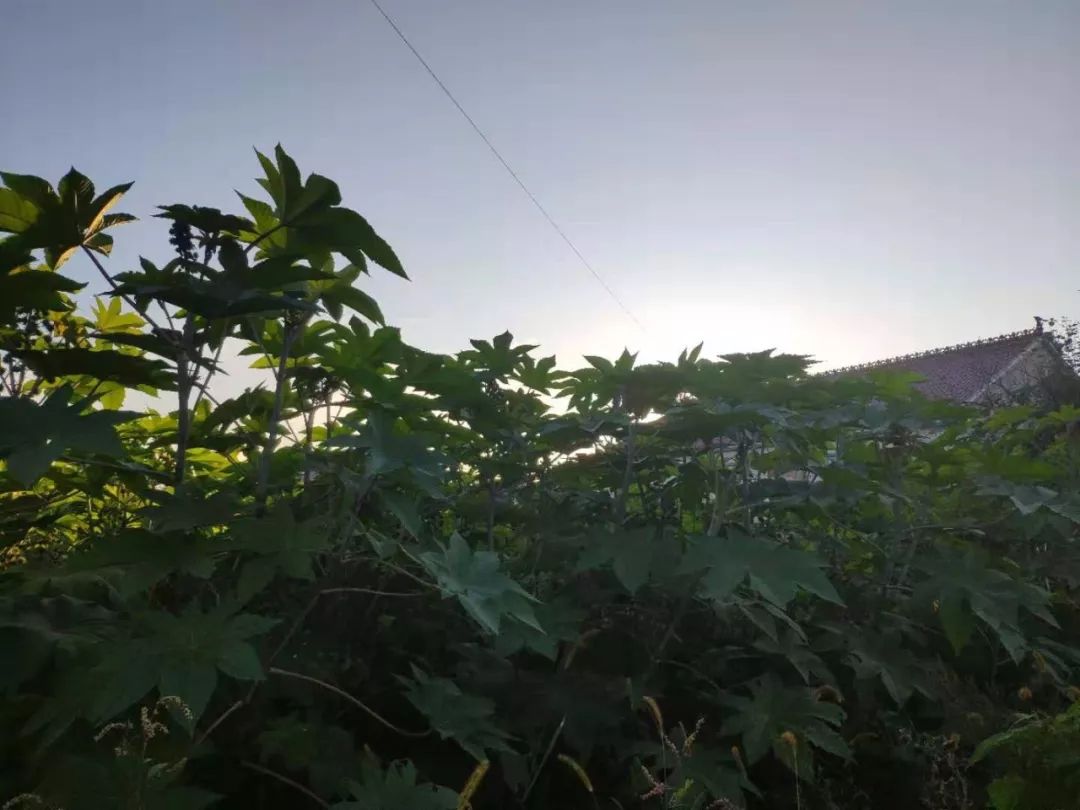 种植蓖麻致富_致富经蓖麻种植视频_种植蓖麻的前景