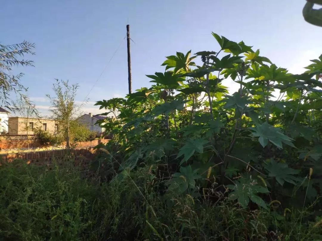 致富经蓖麻种植视频_种植蓖麻的前景_种植蓖麻致富