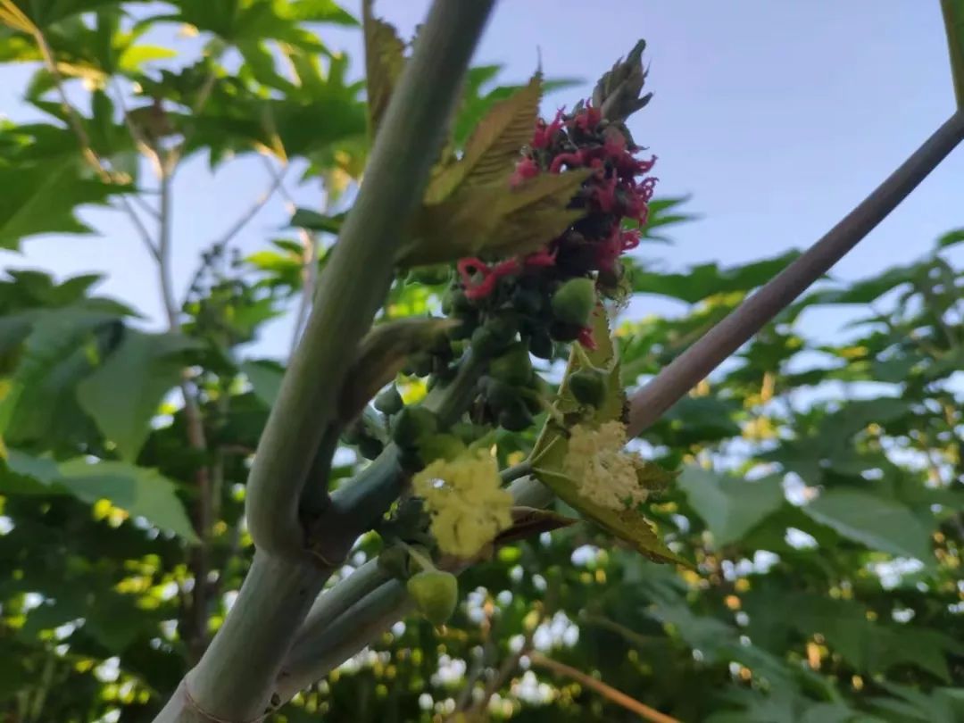 种植蓖麻致富_致富经蓖麻种植视频_种植蓖麻的前景