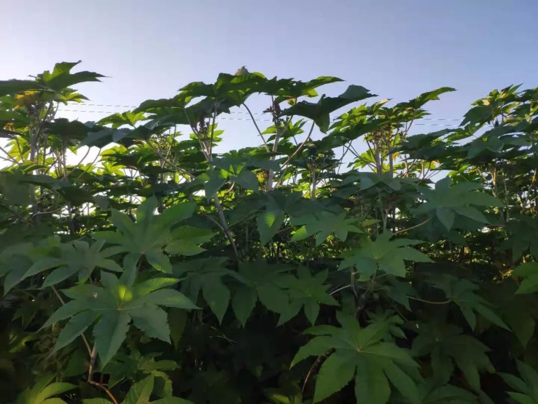 致富经蓖麻种植视频_种植蓖麻的前景_种植蓖麻致富