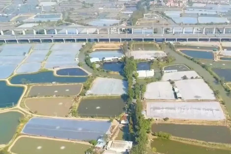 养殖桂花鱼致富_桂花鱼养殖赚钱吗_养殖桂花鱼的条件