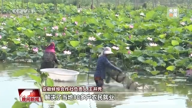 初秋八月 全国各地陆续开启丰收模式