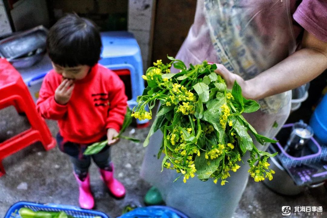 大棚南瓜藤种植技术_南瓜滕种植_南瓜藤养殖