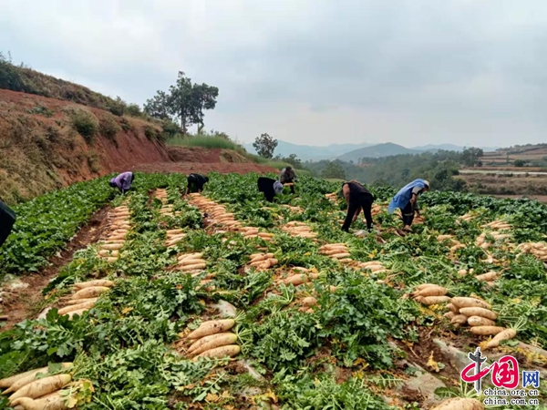 萝卜种植效益怎样_萝卜致富种植技术_萝卜种植致富吗