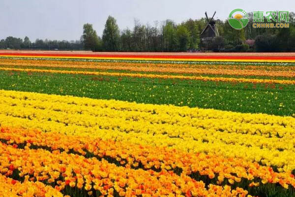 土地种植致富吗_农村种植致富_致富种植土地的句子