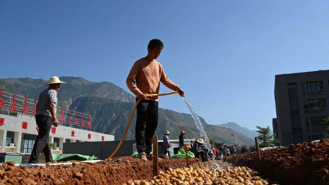 致富生姜种植视频_生姜种植挣钱吗_致富经生姜种植