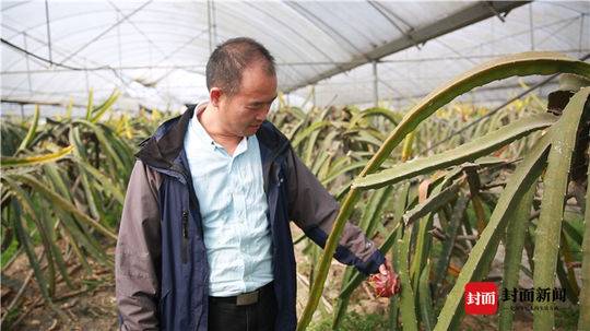 种蟠桃赚钱吗_种植蟠桃利润_村民种植蟠桃致富