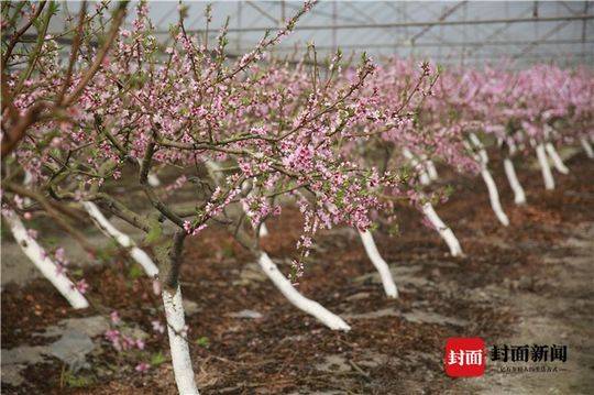 种蟠桃赚钱吗_村民种植蟠桃致富_种植蟠桃利润