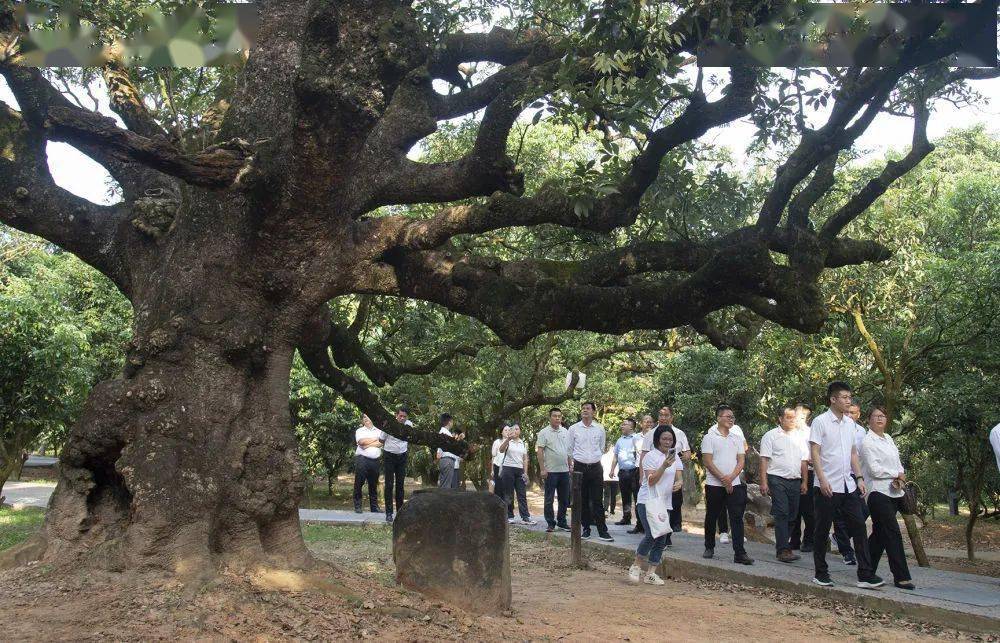 扎根基层谈实践 荔枝树下话振兴——广东茂名“柏桥讲堂”激发乡村振兴活力