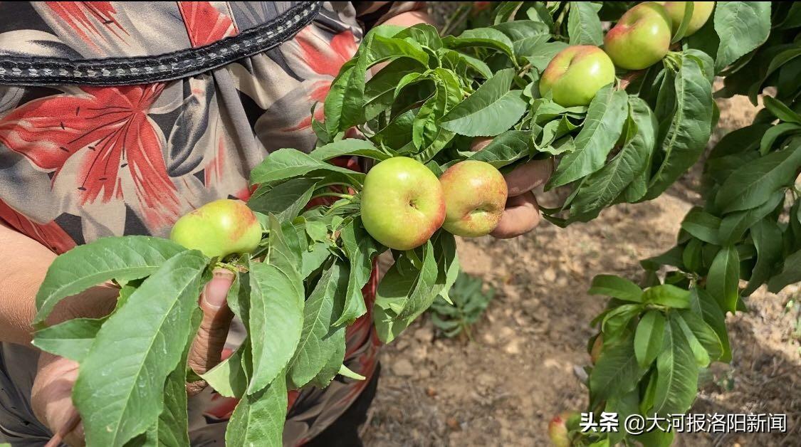 致富村民种植蟠桃视频播放_种植蟠桃利润_村民种植蟠桃致富