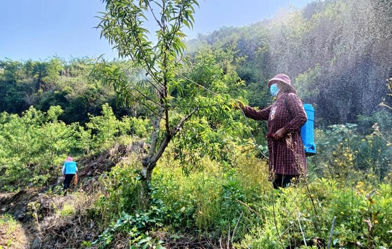 种植蟠桃利润_致富村民种植蟠桃视频播放_村民种植蟠桃致富