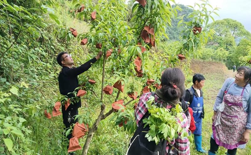 种植蟠桃利润_村民种植蟠桃致富_致富村民种植蟠桃视频播放