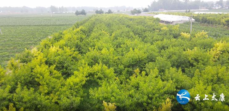 致富村民种植蟠桃视频播放_种植蟠桃利润_村民种植蟠桃致富