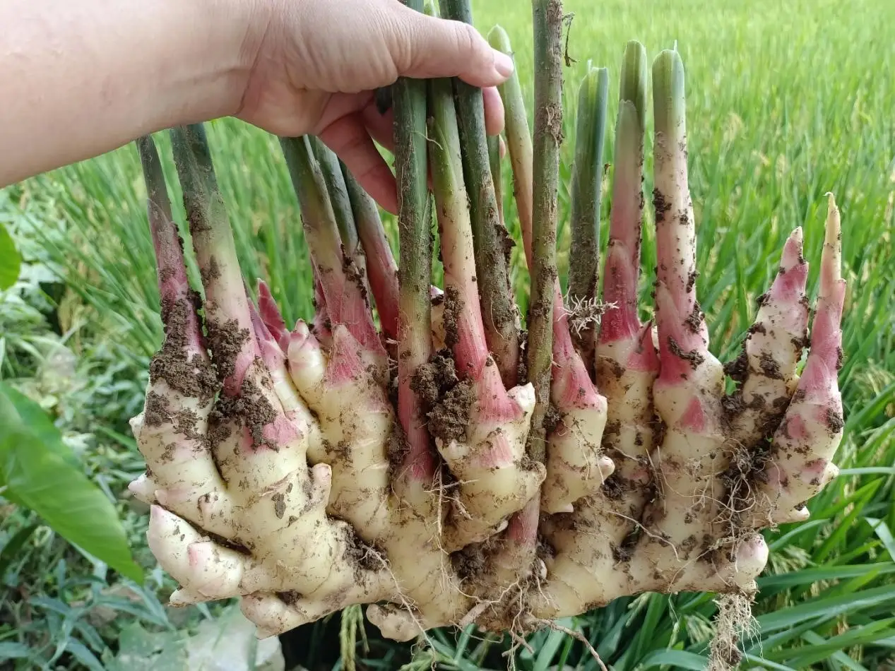 致富经生姜种植_致富经生姜种植技术视频_生姜种植致富经