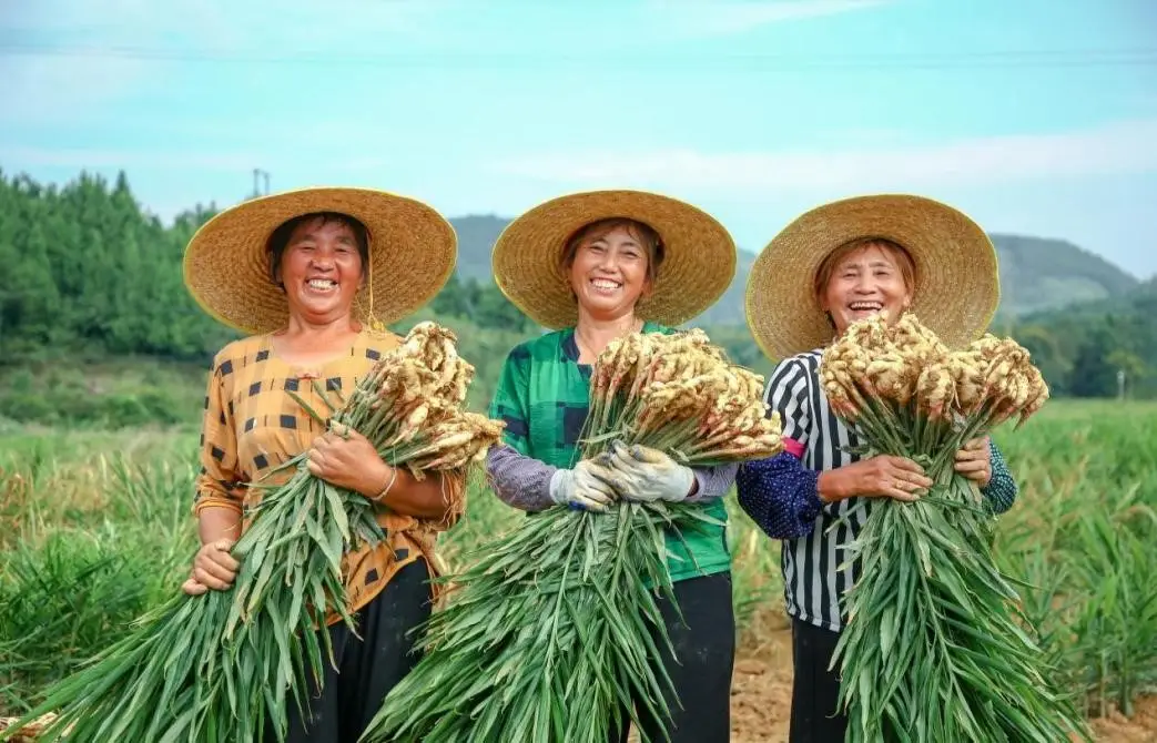 致富经生姜种植技术视频_生姜种植致富经_致富经生姜种植