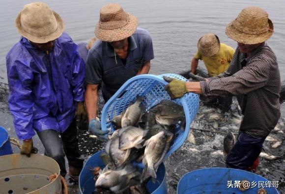 养殖花罗非鱼技术方法_花罗非鱼吃什么饵料_罗非鱼花养殖技术