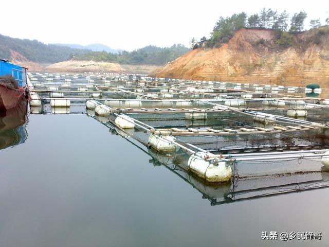 罗非鱼花养殖技术_花罗非鱼吃什么饵料_养殖花罗非鱼技术方法