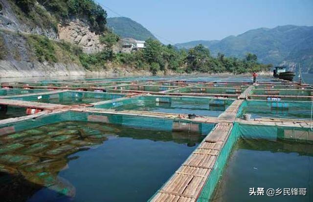 花罗非鱼吃什么饵料_养殖花罗非鱼技术方法_罗非鱼花养殖技术