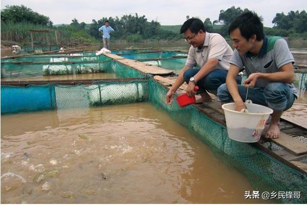 花罗非鱼吃什么饵料_罗非鱼花养殖技术_养殖花罗非鱼技术方法