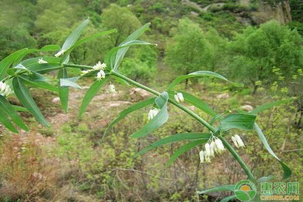 秦安七旬老汉靠种植黄精，成为了村里的致富红人！