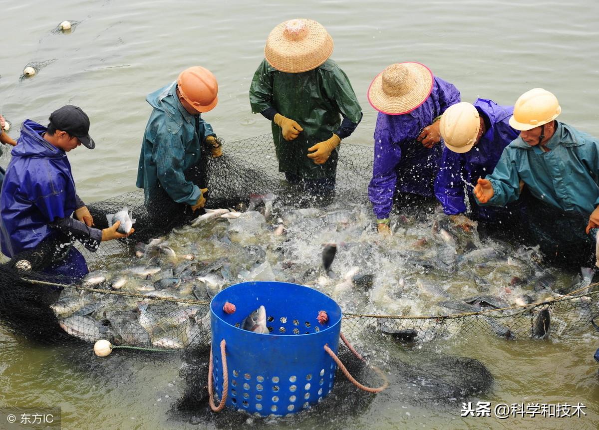 罗非鱼花养殖技术_罗非鱼水花培养技术_养殖花罗非鱼技术方法