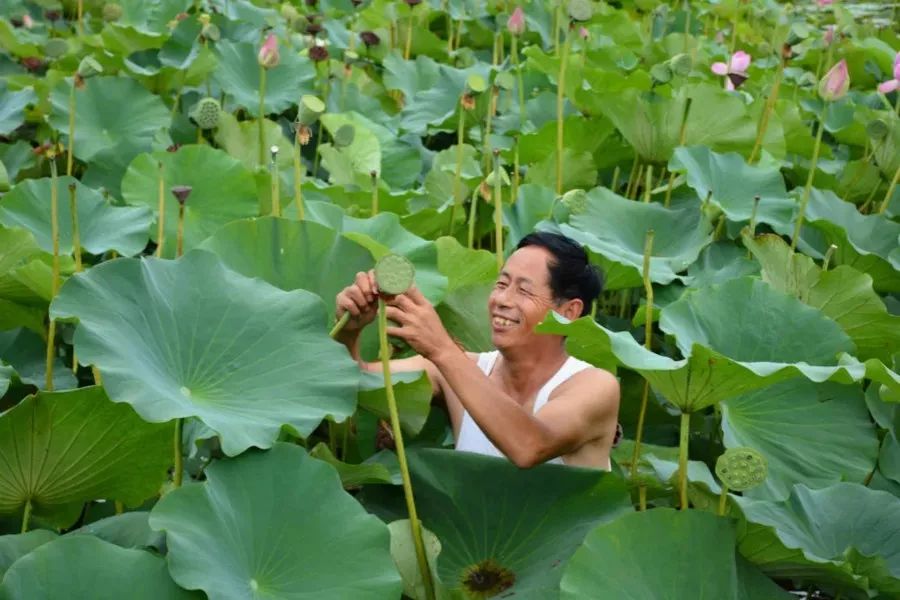 种植荷花赚钱吗_荷花致富种植方法_致富经种植荷花