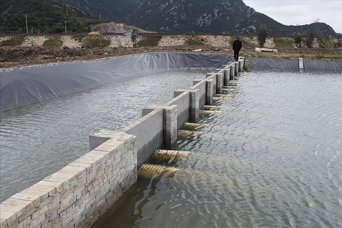 池塘青虾养殖技术视频_水库青虾养殖技术_水库青虾怎样诱捕