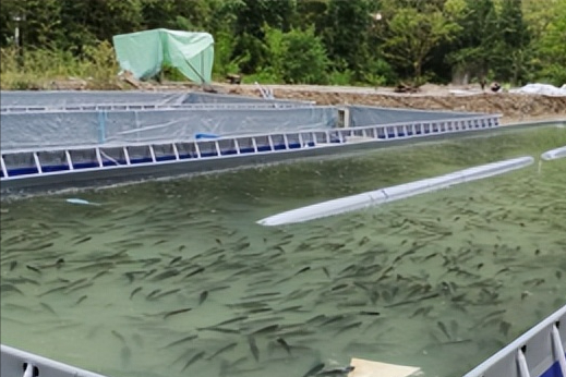 水库青虾养殖技术_池塘青虾养殖技术视频_水库青虾怎样诱捕