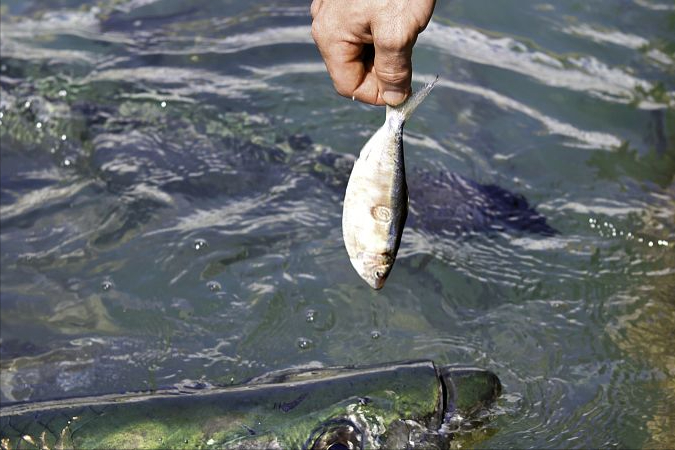 池塘青虾养殖技术视频_水库青虾养殖技术_水库青虾怎样诱捕