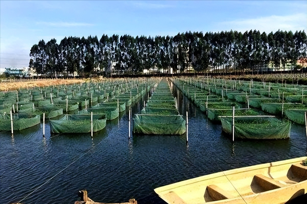 水库青虾养殖技术_水库青虾怎样诱捕_池塘青虾养殖技术视频