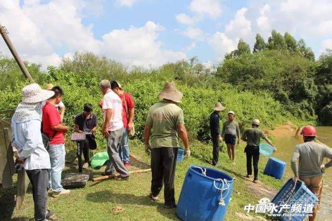 罗非鱼花养殖技术_罗非鱼水花培养技术_养殖花罗非鱼技术方法