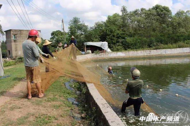 罗非鱼水花培养技术_罗非鱼花养殖技术_养殖花罗非鱼技术方法