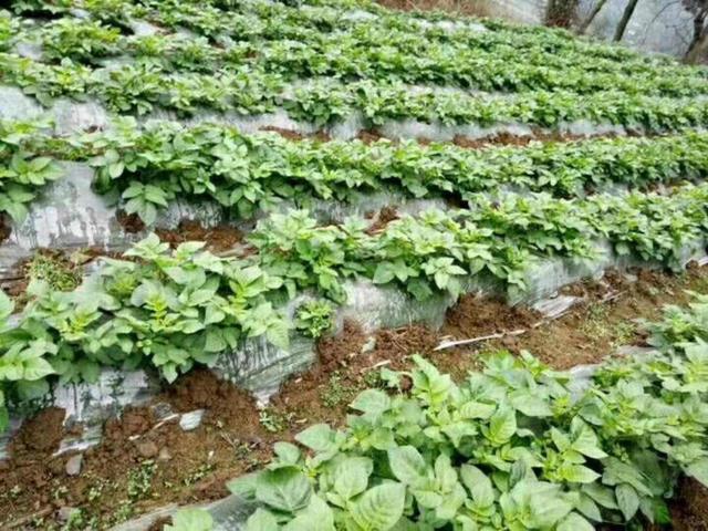 种植土豆地膜覆盖的好处，不同地区用的地膜也不同