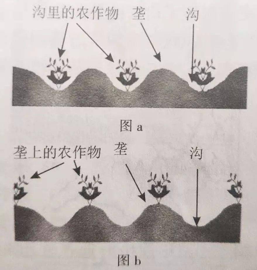 土豆种植覆膜技术要求_土豆种植覆膜技术视频_覆膜土豆种植技术