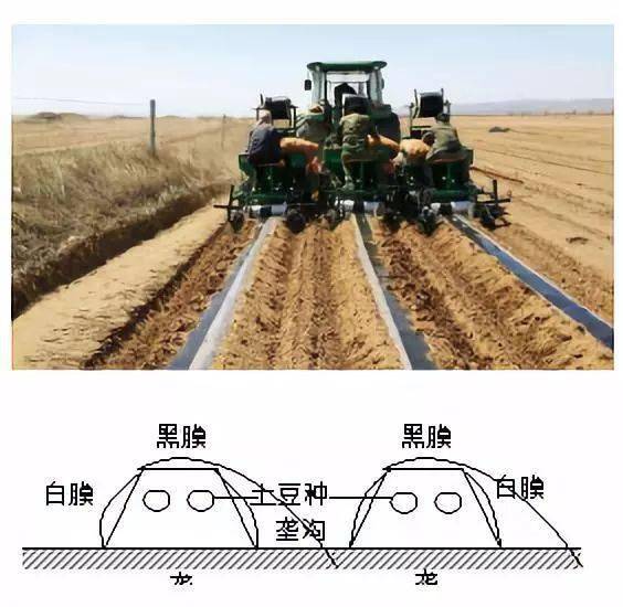 土豆种植覆膜技术要求_土豆种植覆膜技术视频_覆膜土豆种植技术