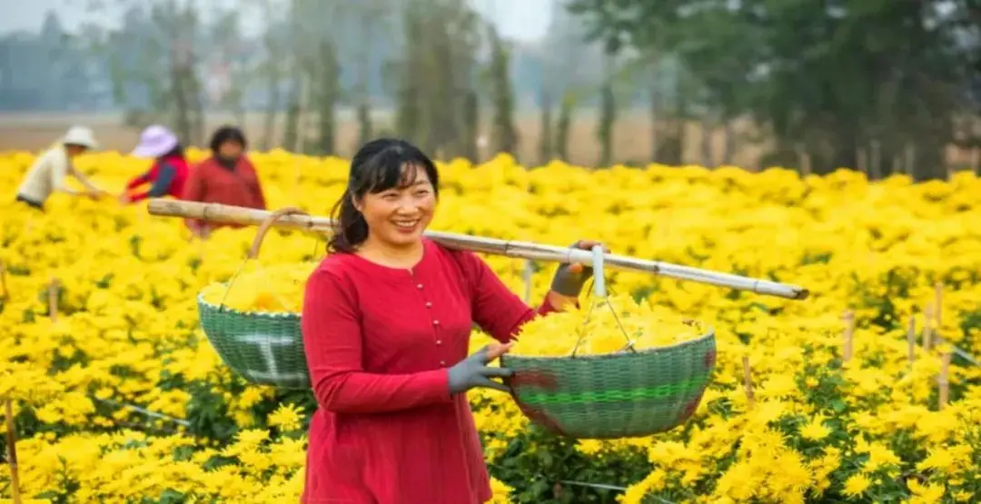 农村致富项目种植_致富返乡种植项目申报书_返乡种植致富项目