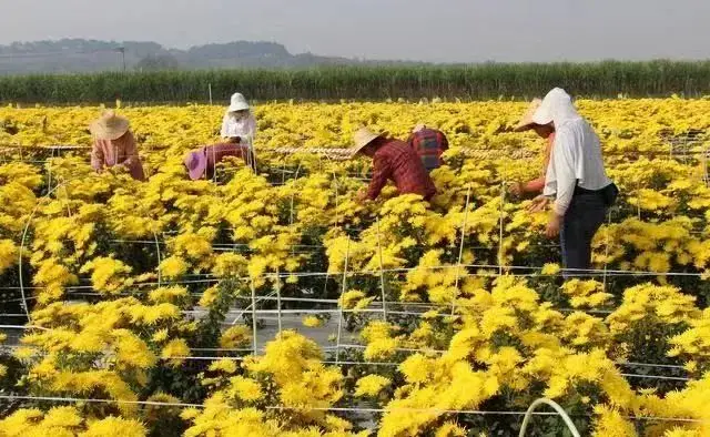 返乡种植致富项目_农村致富项目种植_致富返乡种植项目申报书