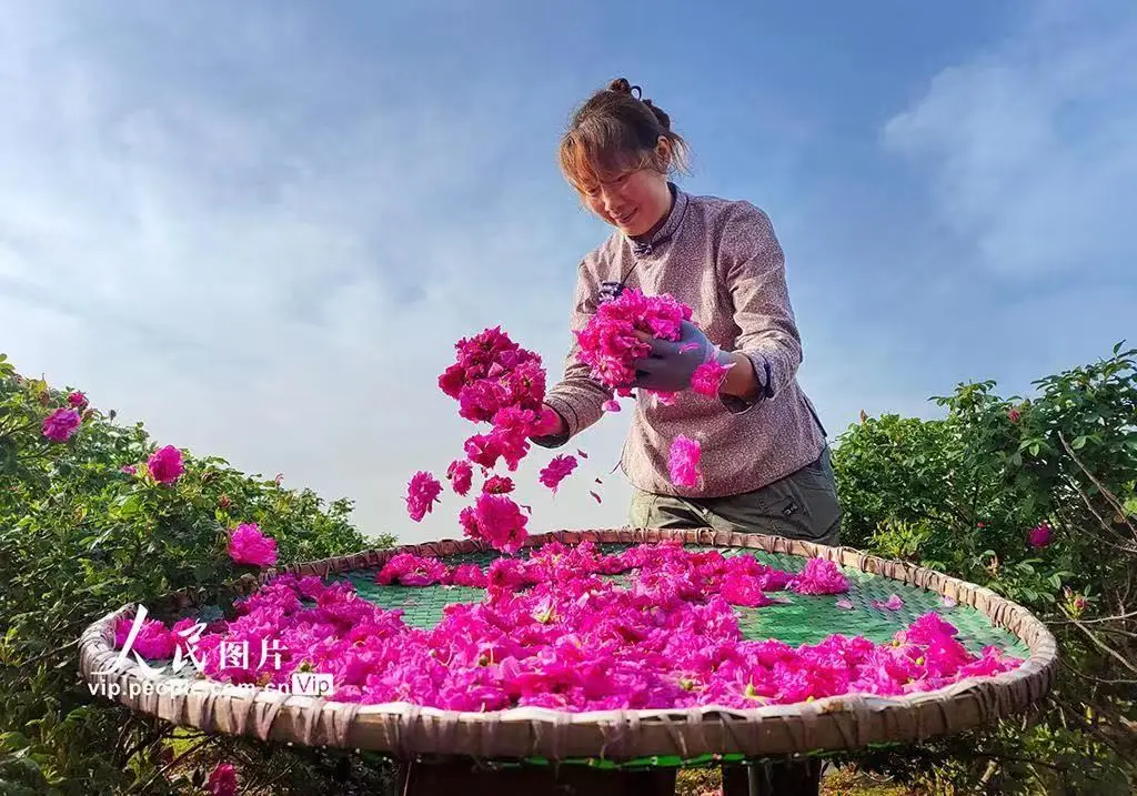 致富返乡种植项目申报书_返乡种植致富项目_农村致富项目种植