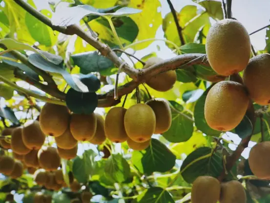 致富返乡种植项目申报书_返乡种植致富项目_回乡致富项目