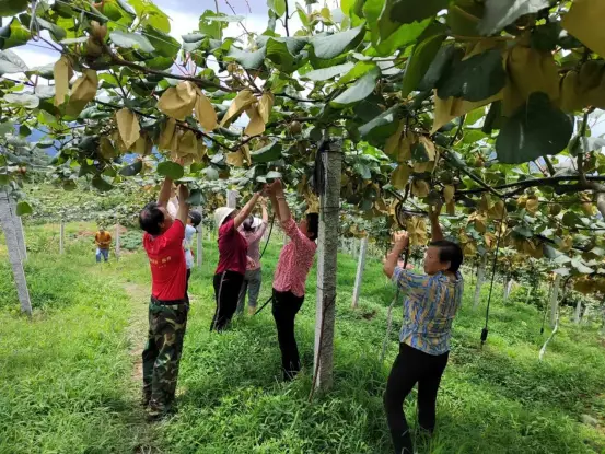 致富返乡种植项目申报书_返乡种植致富项目_回乡致富项目