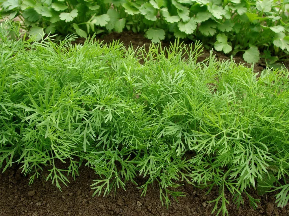 致富种植田鼠视频大全_田鼠养殖致富_田鼠种植致富吗